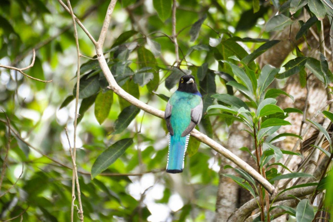 Jolie Jungle Eco Hotel (Adults Only) Leona Vicario Exteriör bild