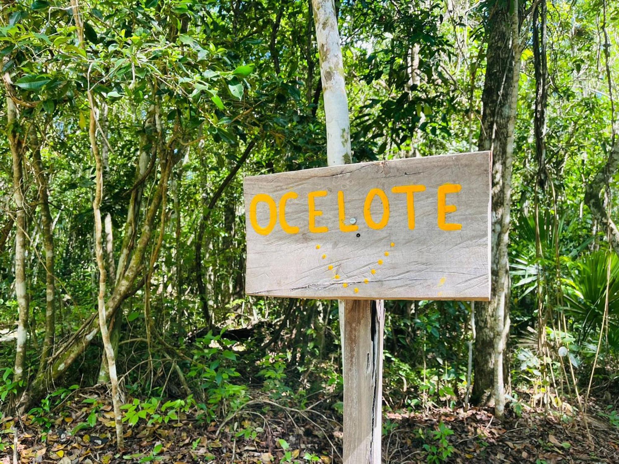 Jolie Jungle Eco Hotel (Adults Only) Leona Vicario Rum bild