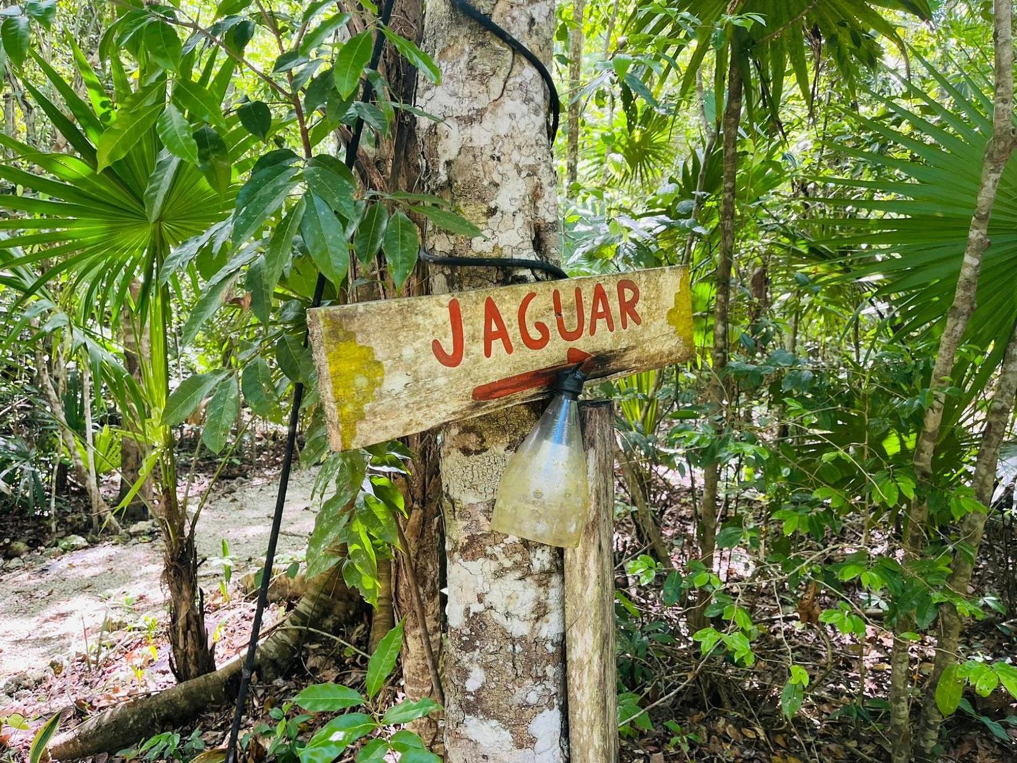 Jolie Jungle Eco Hotel (Adults Only) Leona Vicario Rum bild
